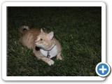 Thea's cat. Not present at the competition, but cute picture