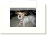 Roxy the wonder dog